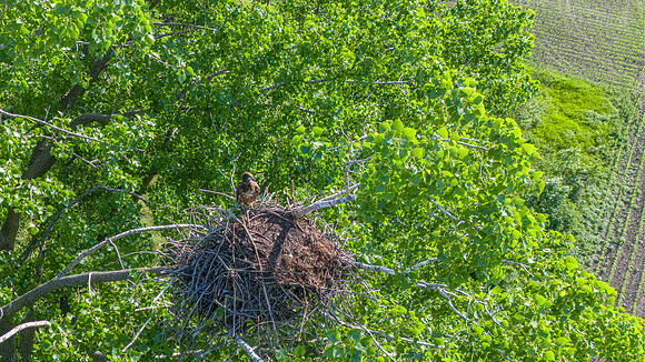 Young eagle in nest-002