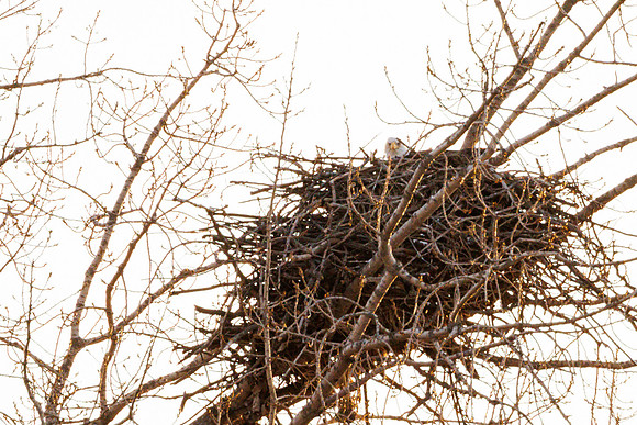 Eagle's Nest-003