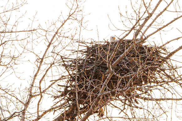 Eagle's Nest-004