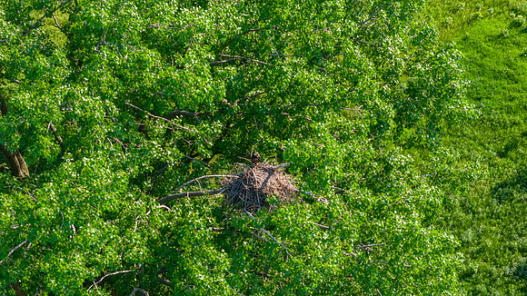 Young eagle in nest-001