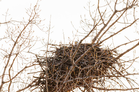 Eagle's Nest-002