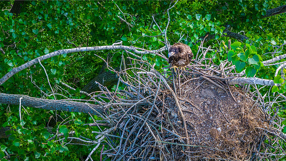 Young eagle in nest-003