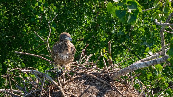 Young eagle in nest-004