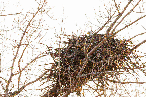 Eagle's Nest-001